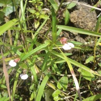 Impatiens oppositifolia L.